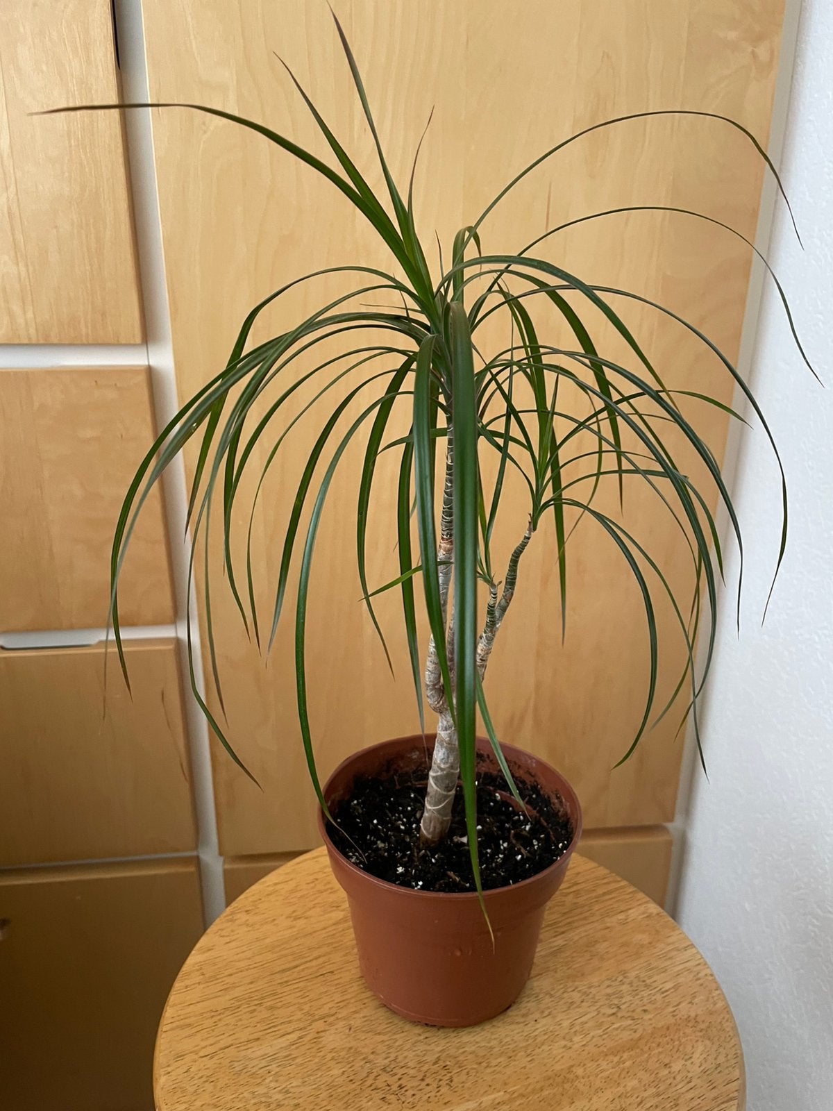 Dracena, Ophalen, Halfschaduw, Minder dan 100 cm