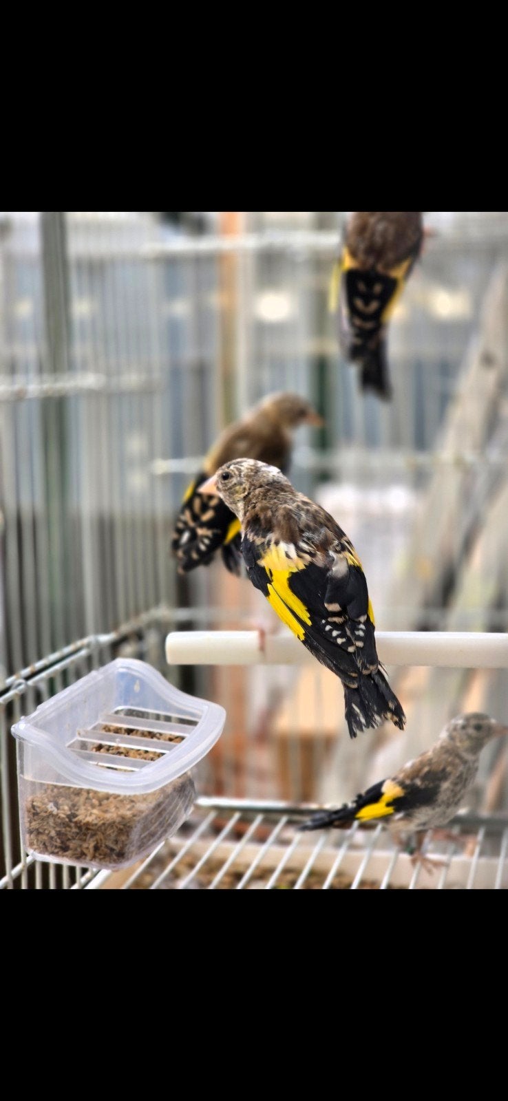 Mooi parva putters jongen 2026, Mannelijk, Wildzangvogel, Geringd