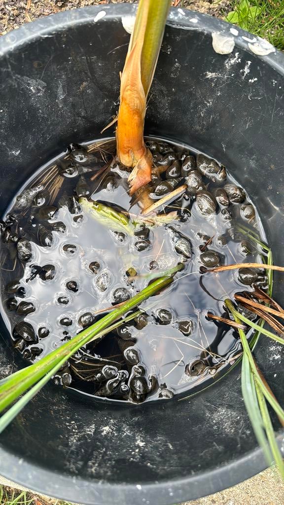 Slakken vijver vijverslakken, Tuin en Terras, Vijvers, Ophalen, Zo goed als nieuw