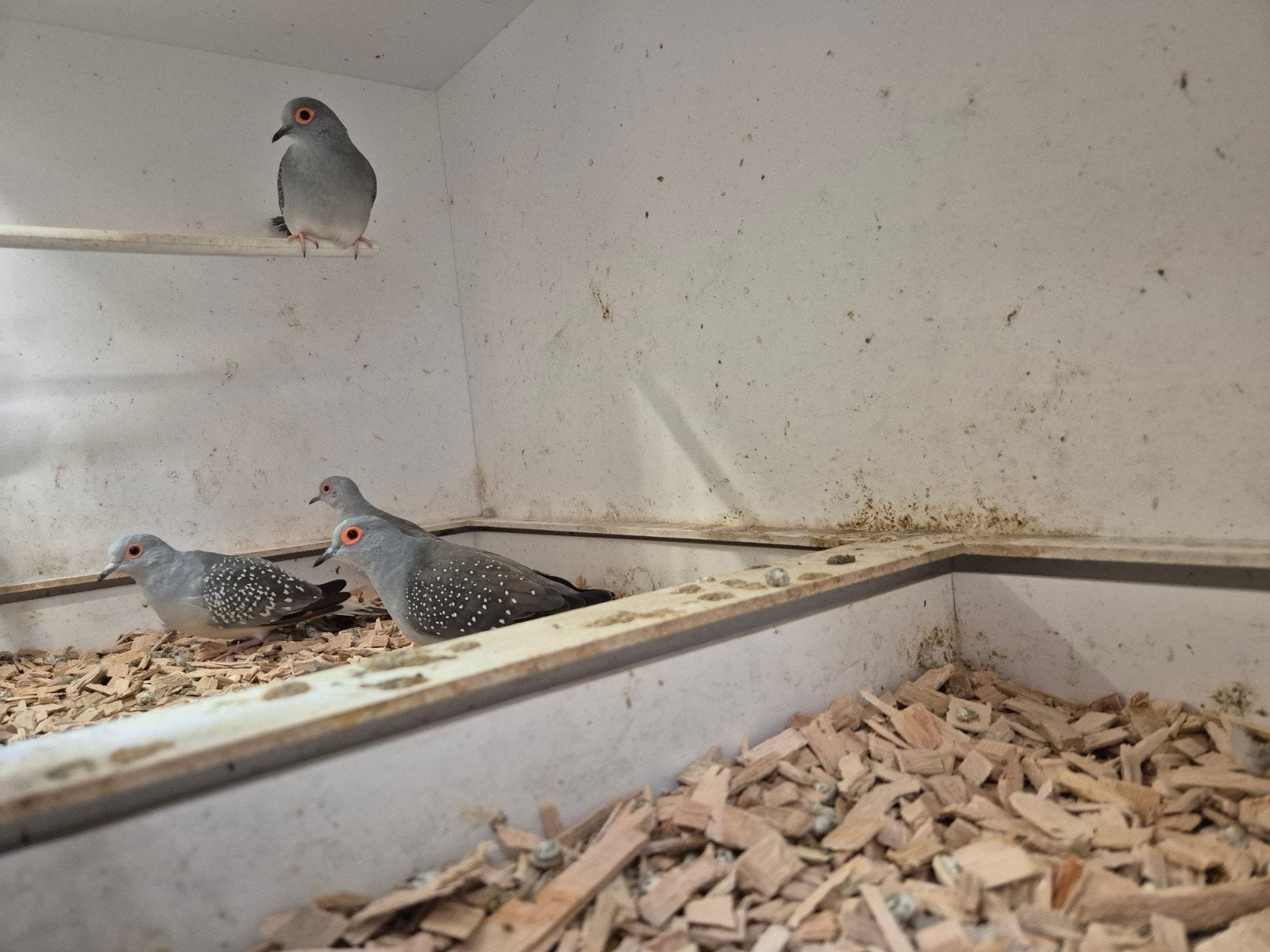 Twee koppels diamantduifjes uit buitenvoliere, Dieren en Toebehoren, Vogels | Overige Vogels, Meerdere dieren