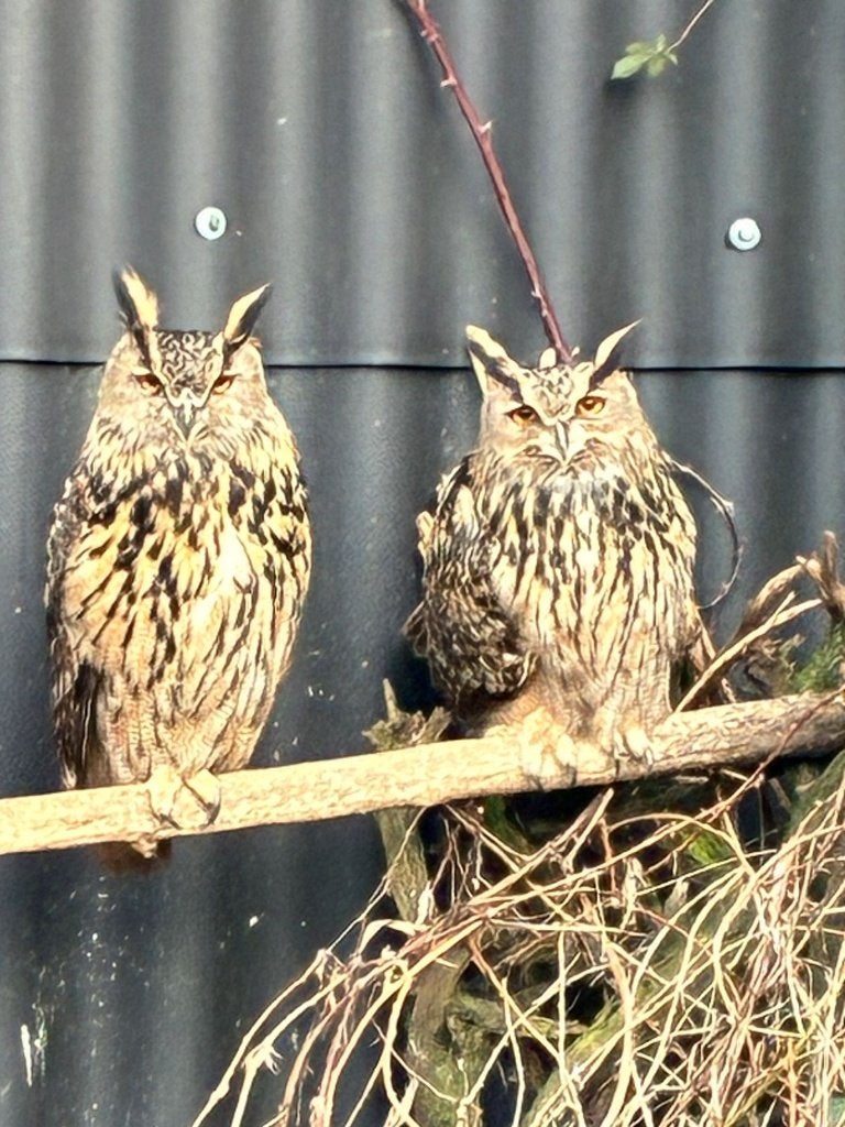 Vast Kweekkoppel Europese Oehoe Uilen !!!., Meerdere dieren, Roofvogel, Geringd