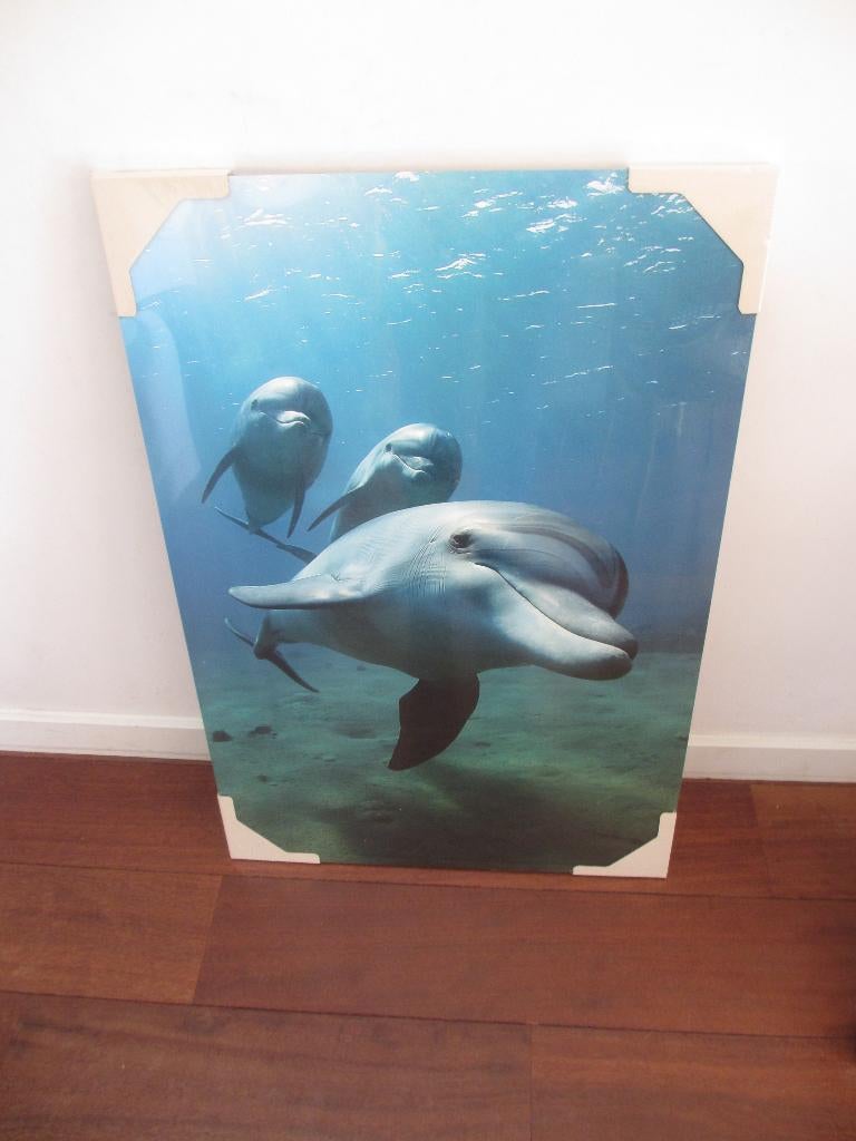 Nieuw: ingelijste poster Dolfijnen 90 x 60 cm, Nieuw, Ophalen of Verzenden, Foto of Poster, 75 cm of meer