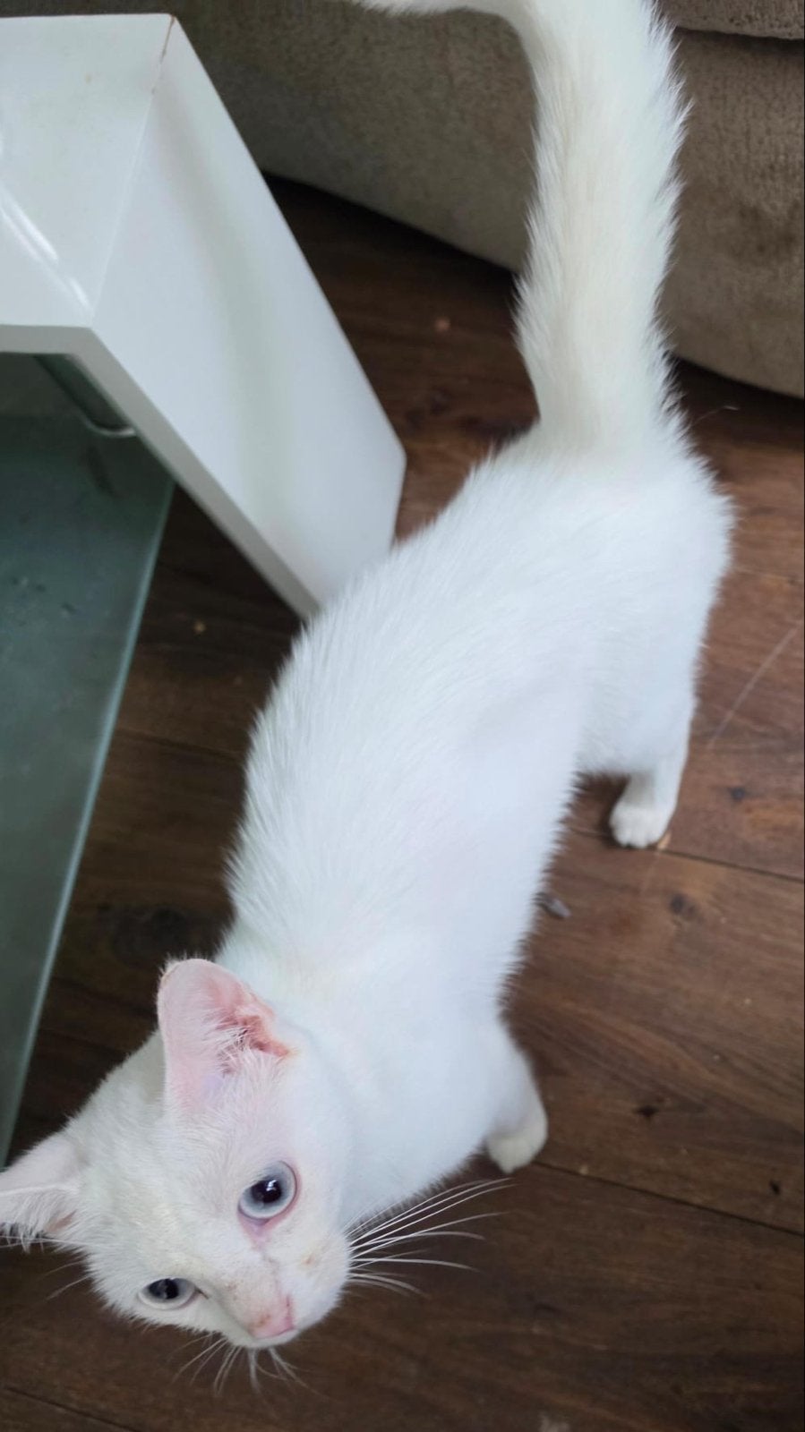 Lieve witte poes van 1,5 jaar zoekt een nieuw en  thuis., Dieren en Toebehoren, Poes