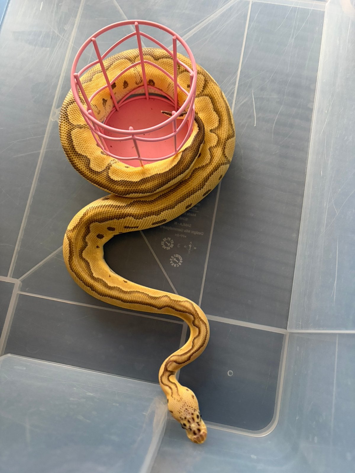 Ballpython 0.1 Pastel, Orange Dream, jungle, woma, clown, Dieren en Toebehoren, Reptielen en Amfibieën, Slang, 0 tot 2 jaar