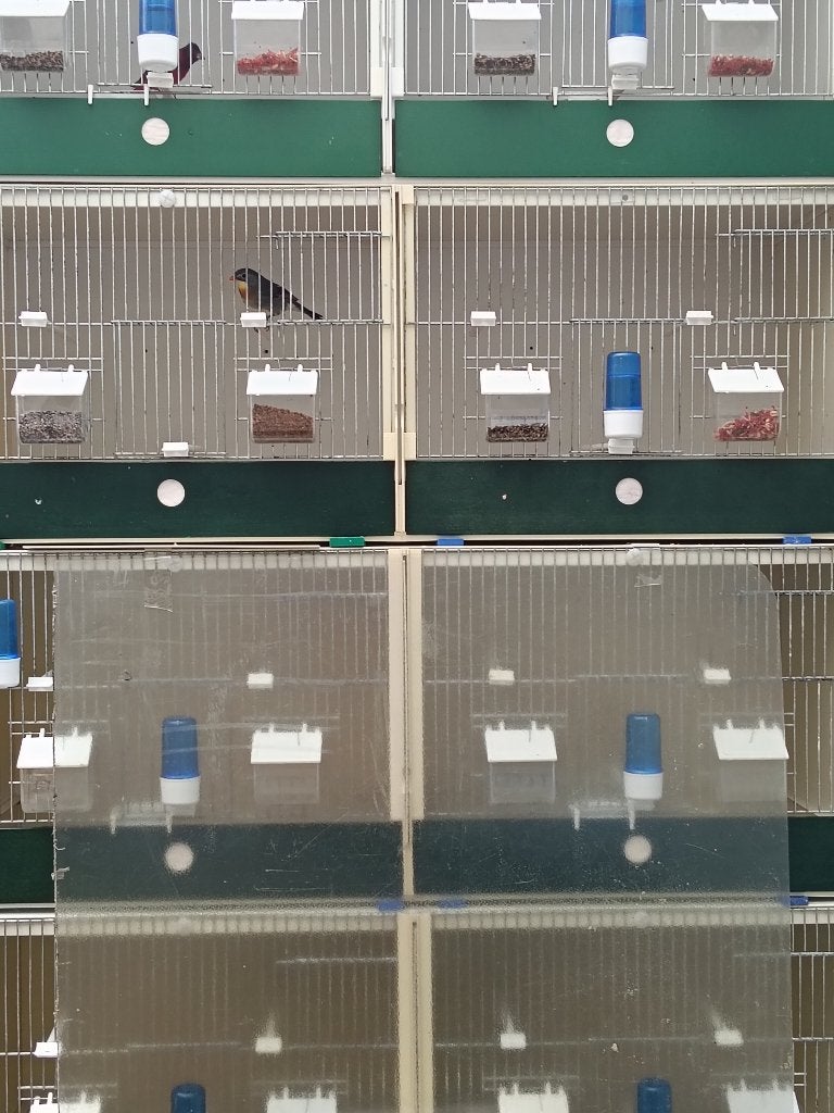 TKA 5 mooie dubbelle heesakkers broedkooien kunstof, Dieren en Toebehoren, Vogels | Hokken en Kooien, Ophalen, Nieuw, Kunststof