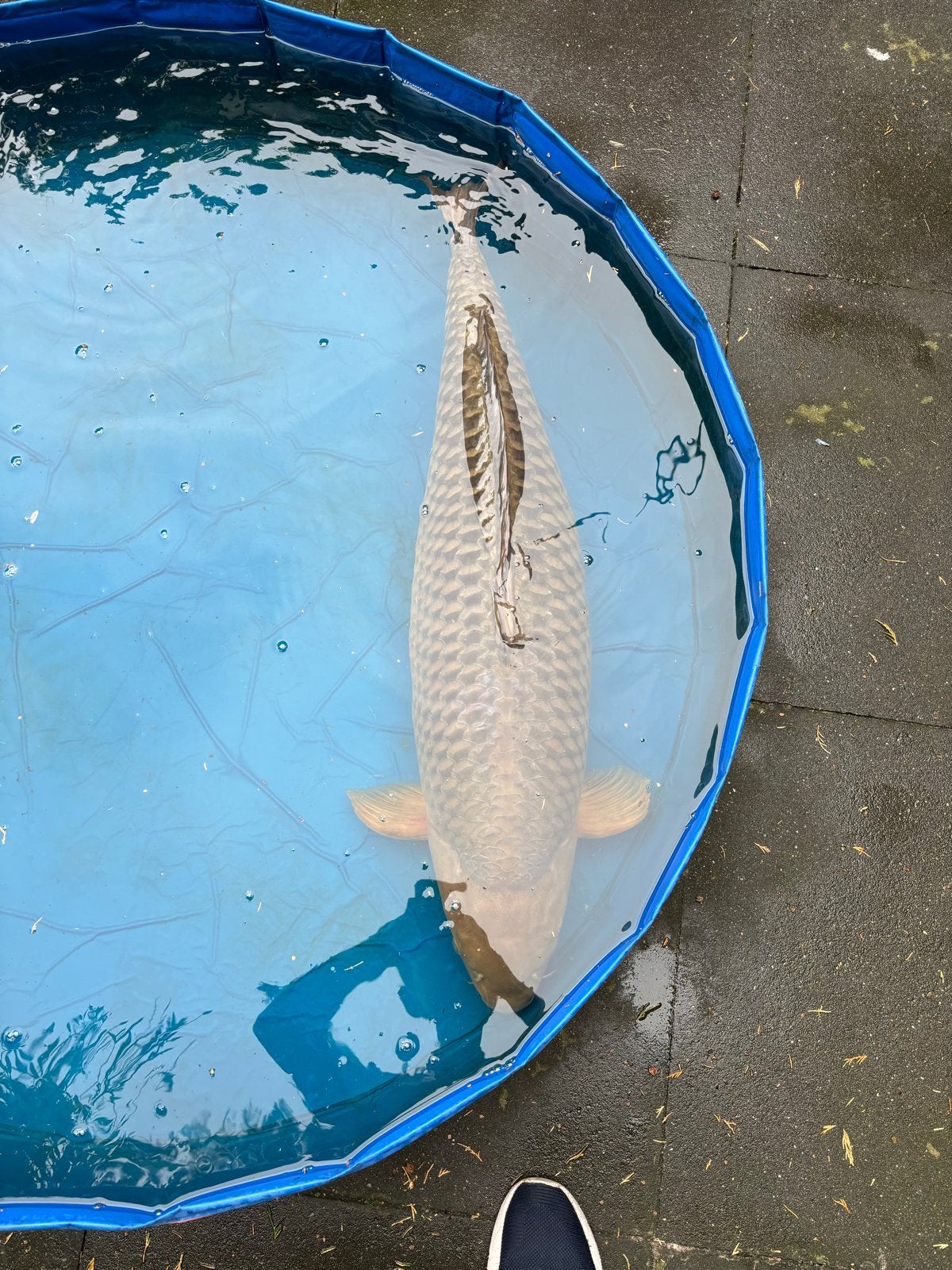 Japanse Jumbo koi Chagoi 100cm!, Karper of Koi