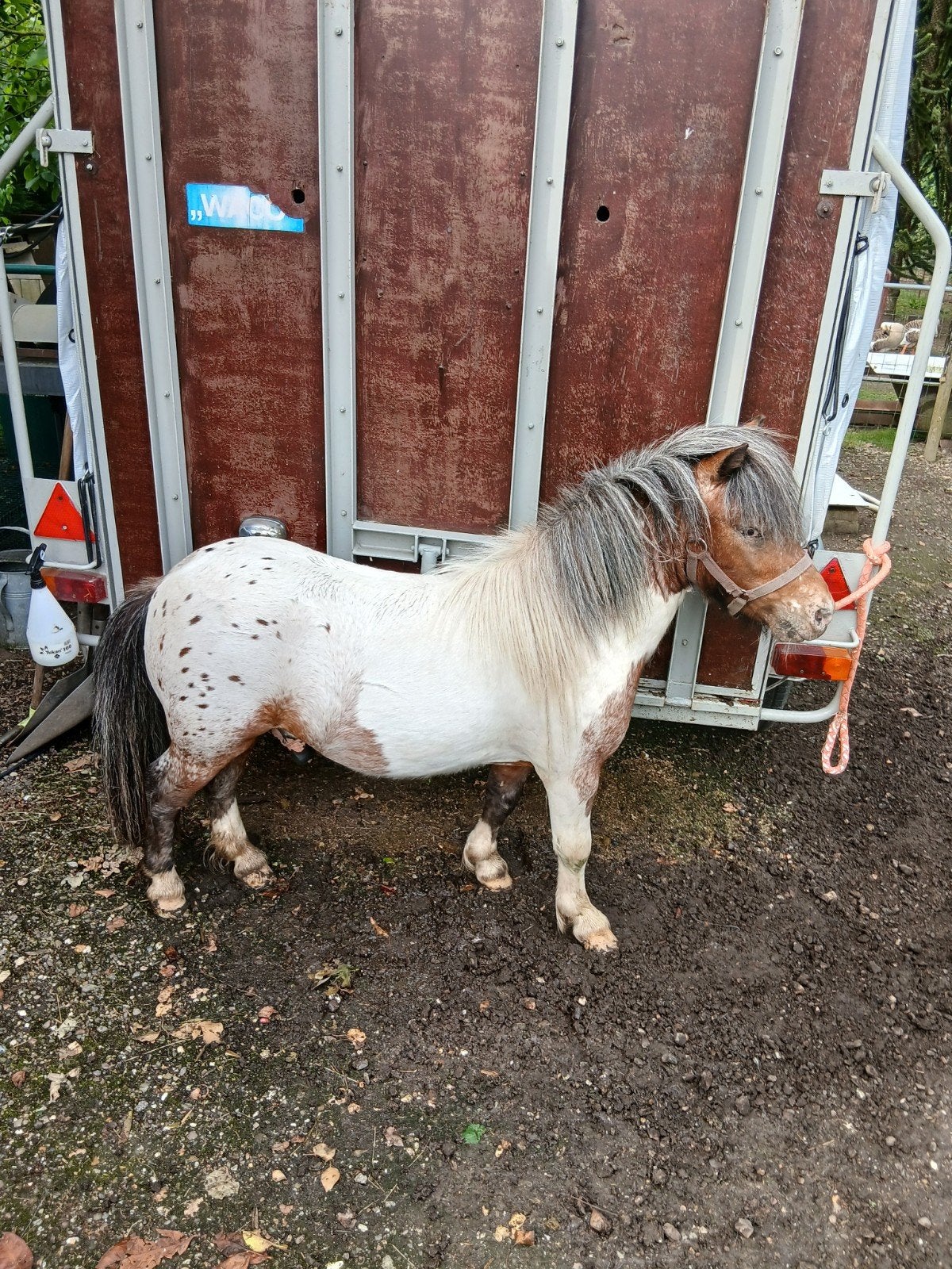 Te koop een  mooie bruin platenbonte  appaloosa dekhengstje, Hengst, A pony (tot 1.17m), Gechipt, 3 tot 6 jaar