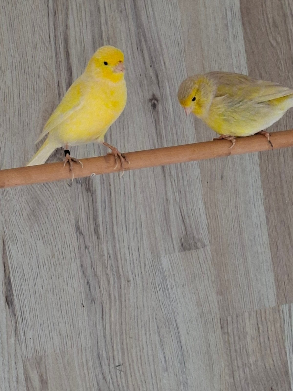 gezonde kanaries, Dieren en Toebehoren