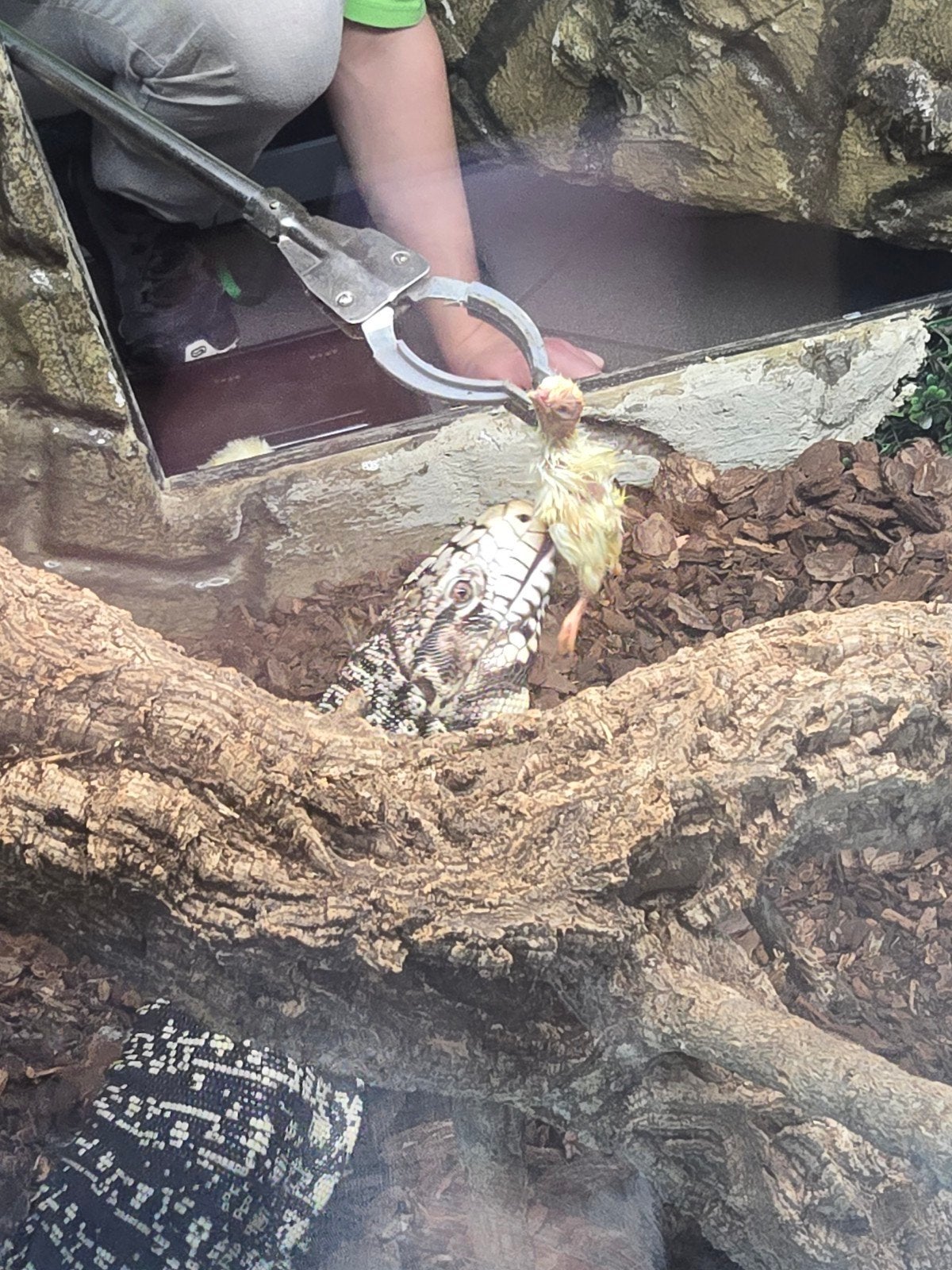 Argentijnse teju (Salvator merianae) – 1.0 man – 3 jaar

Moo Tegu photo 4