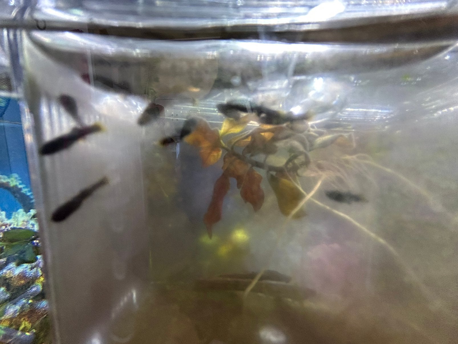 9 Black molly’ s, Dieren en Toebehoren, Vissen | Aquariumvissen, Vis, Zoetwatervis, Schoolvis