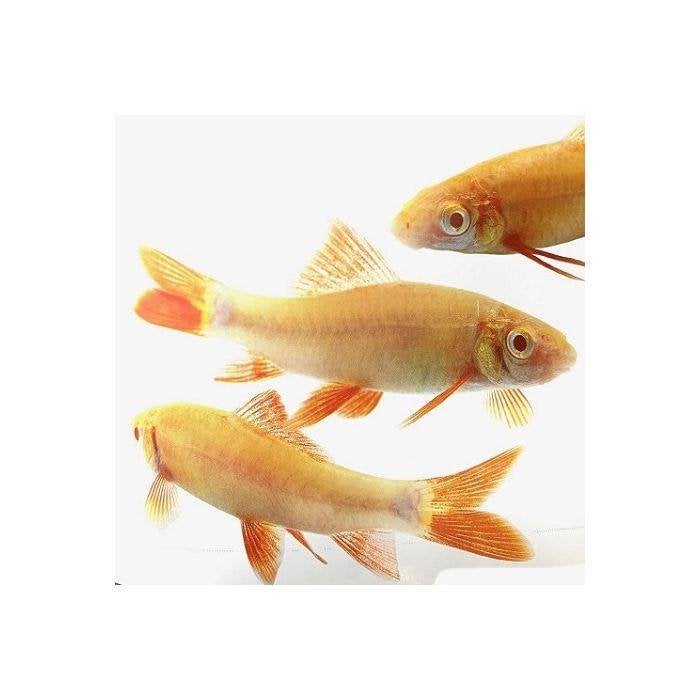 Labeo frenatus albino, Vis