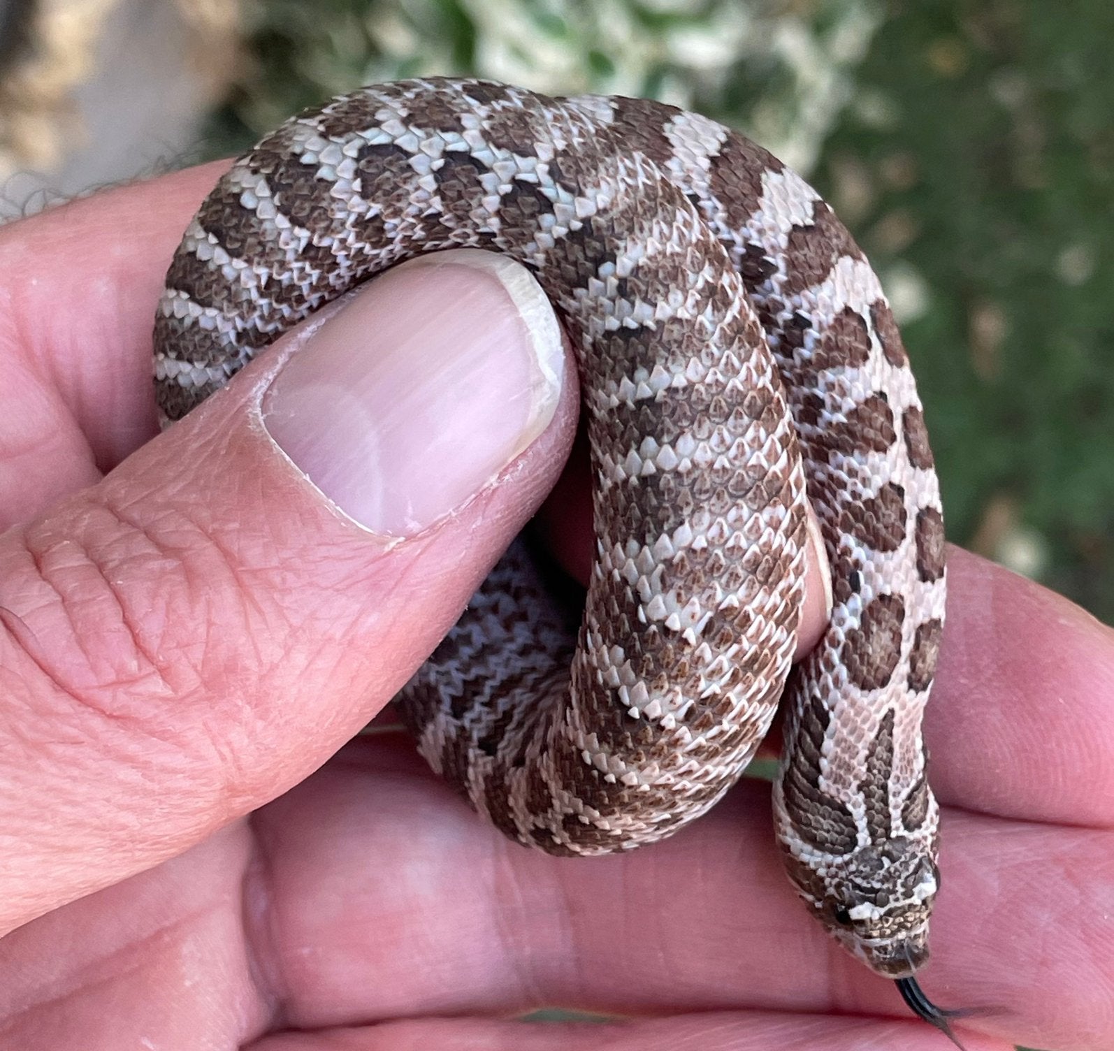 0.1 Heterodon nasicus ARCTIC SABLE het Albino, Dieren en Toebehoren, Slang, 0 tot 2 jaar