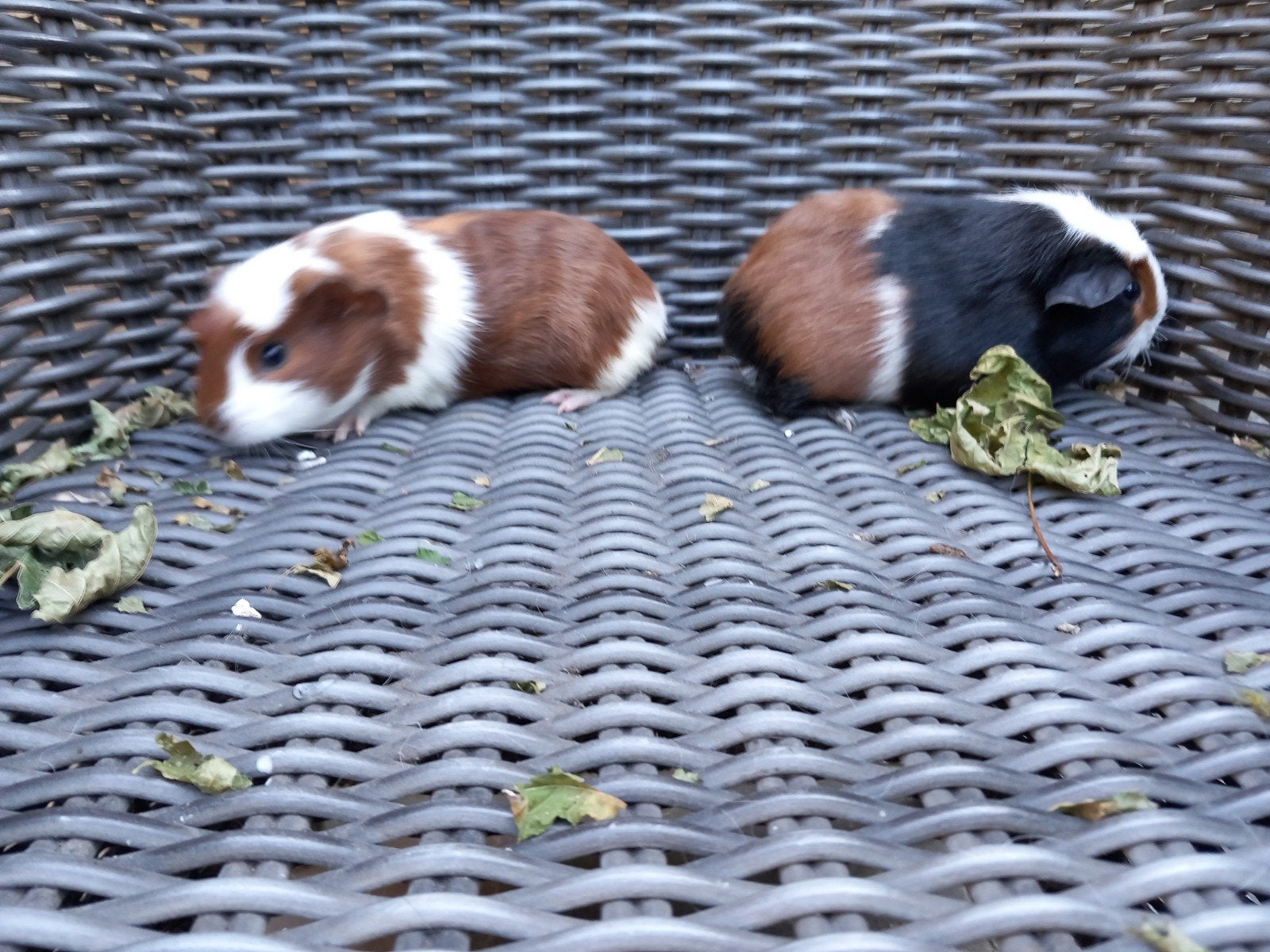Cavia zeugjes met kruin, Dieren en Toebehoren, Knaagdieren, Juni, Vrouwelijk, Cavia