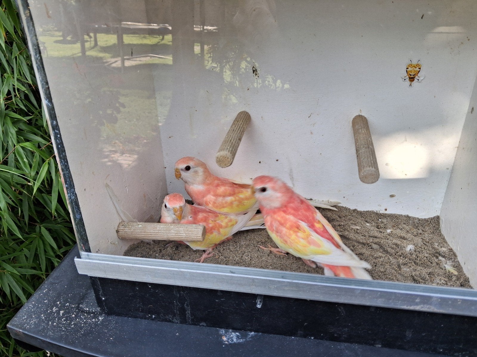 Bourke parkieten, Meerdere dieren, Parkiet, Geringd