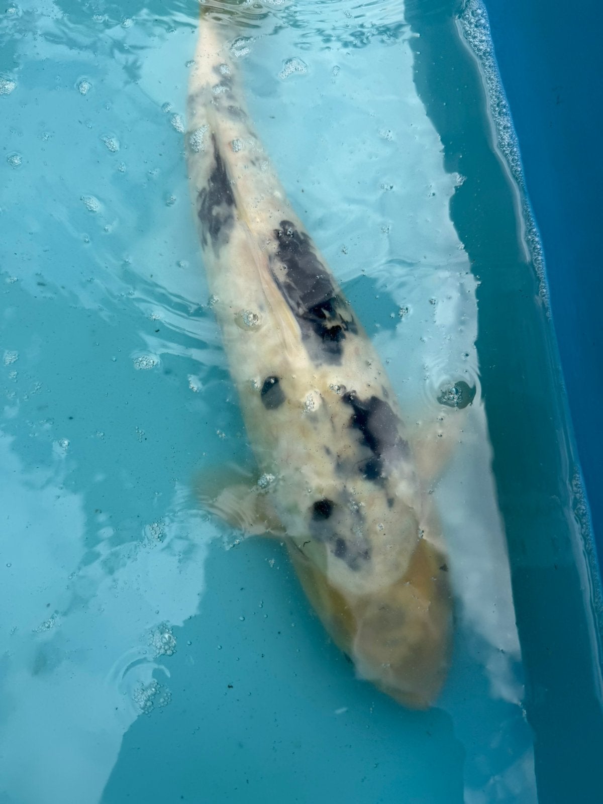 Bekko koi, Dieren en Toebehoren, Karper of Koi