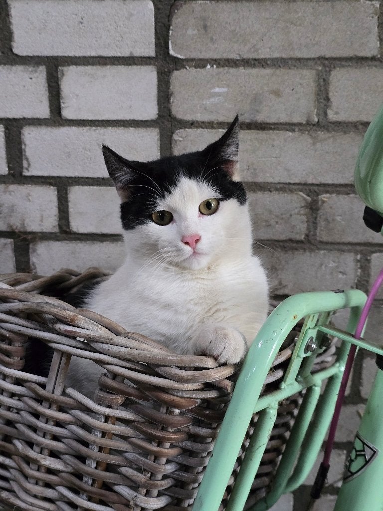 Vier kittens, Meerdere dieren, Kortharig, 0 tot 2 jaar