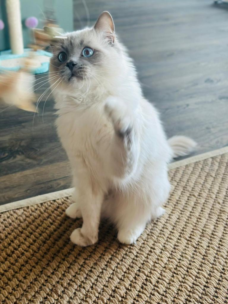 Ragdoll Dekkater lilac colourpoint– 100% Succes garantie, 0 tot 2 jaar