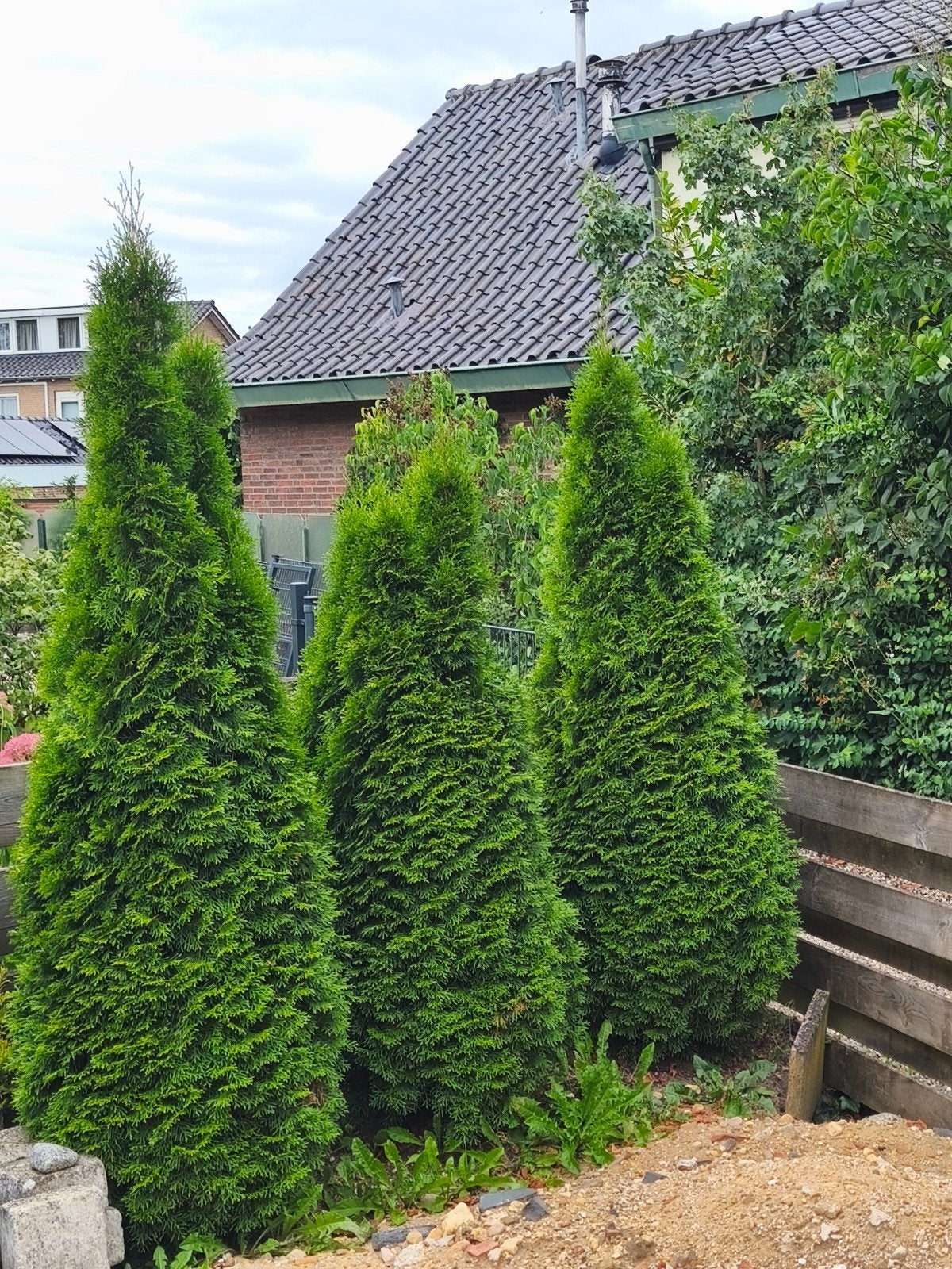 Drie prachtige Thuja coniferentuin voor uw tuin, Tuin en Terras, Volle zon, Vaste plant, Bloeit niet, Ophalen