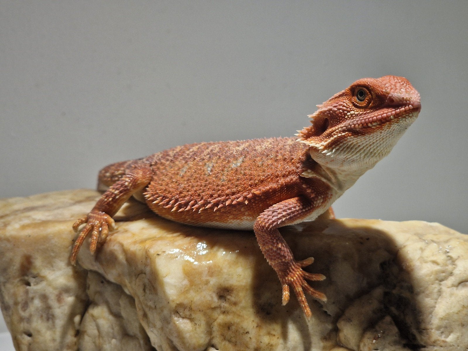DRACO REPTILES – Prachtige Baardagaam Nakweek Bearded Dragon photo 15