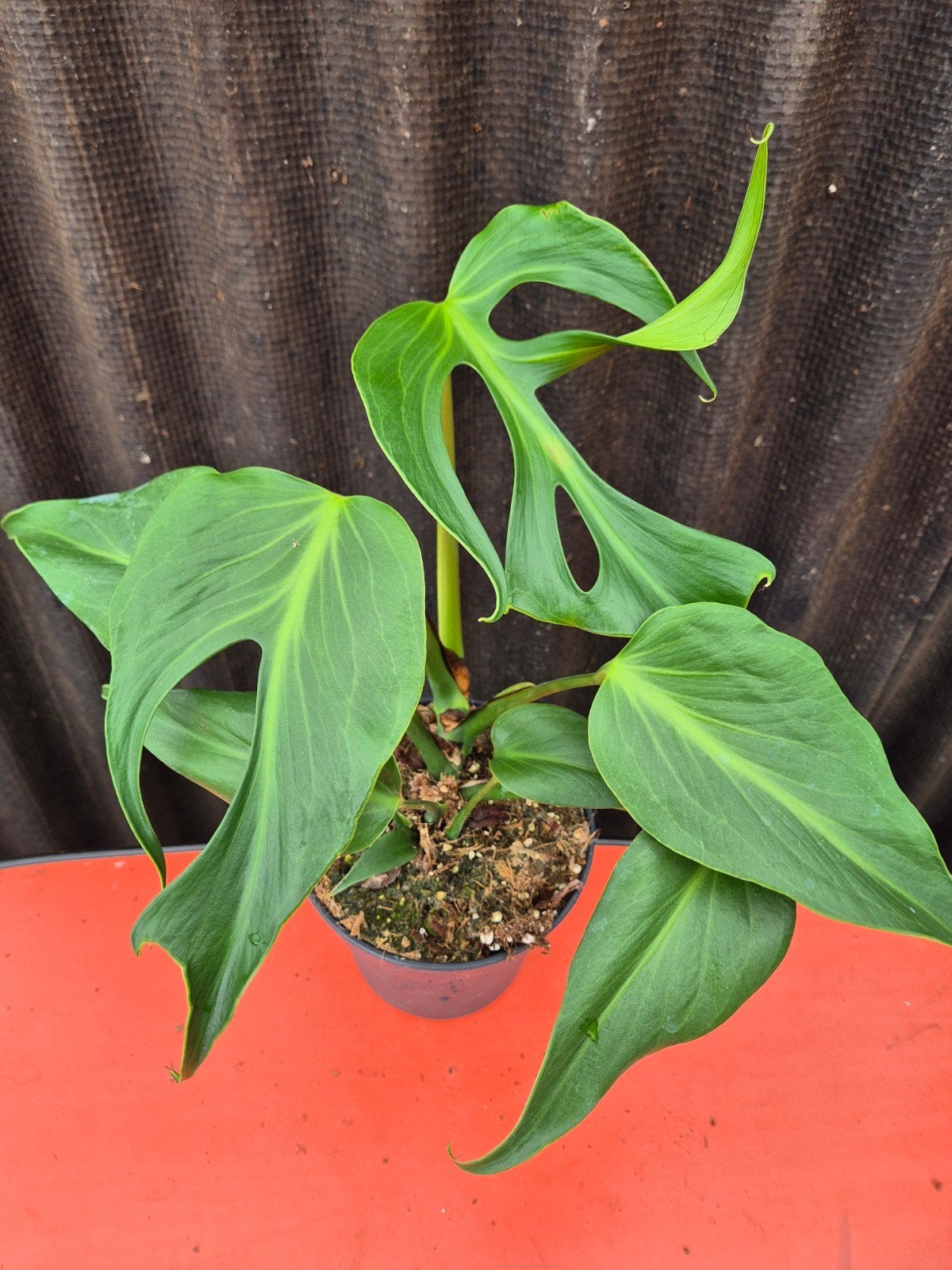 Monstera Burle Marx Flame p17 (D), Ophalen of Verzenden, Halfschaduw, Minder dan 100 cm