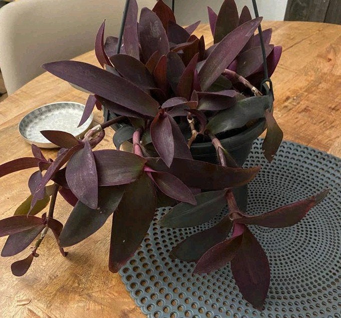 Tradescantia 'Purple Heart' hangplant - Ø 20 cm, Ophalen of Verzenden