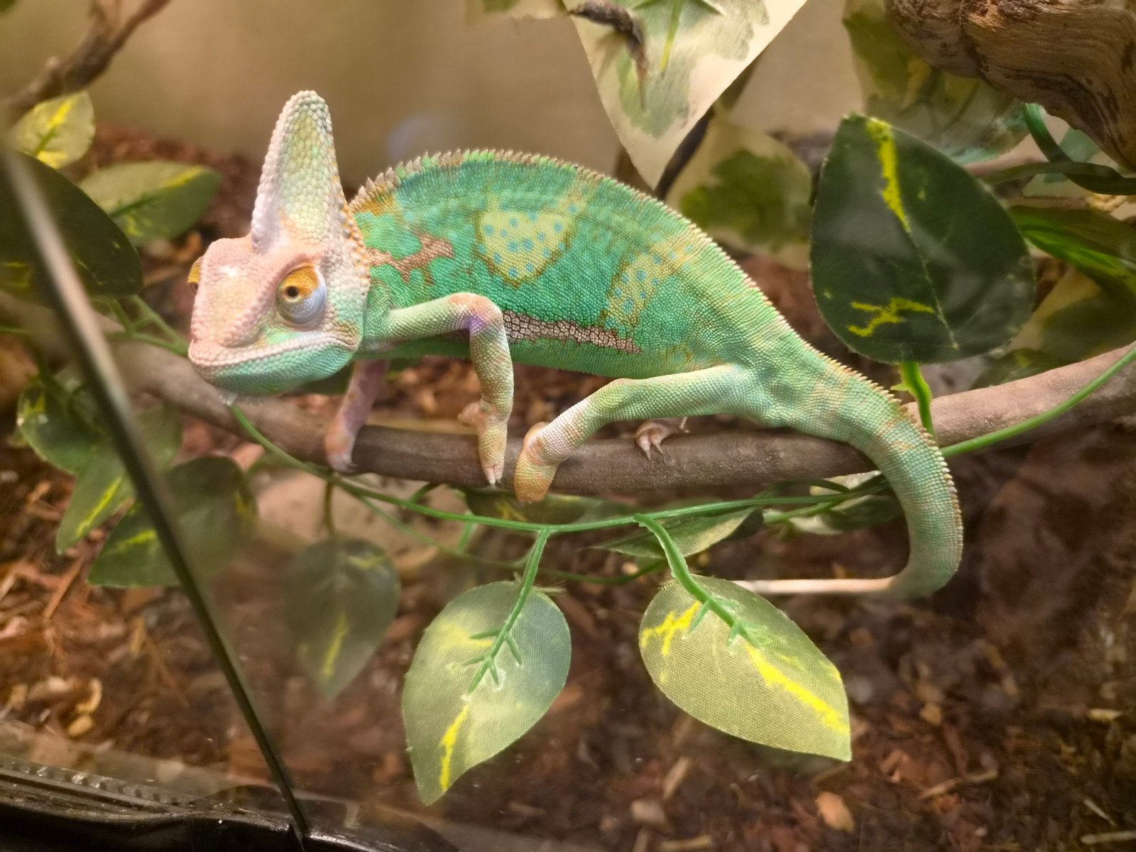 te koop jonge piebald kameleon man, Dieren en Toebehoren, Hagedis, 0 tot 2 jaar