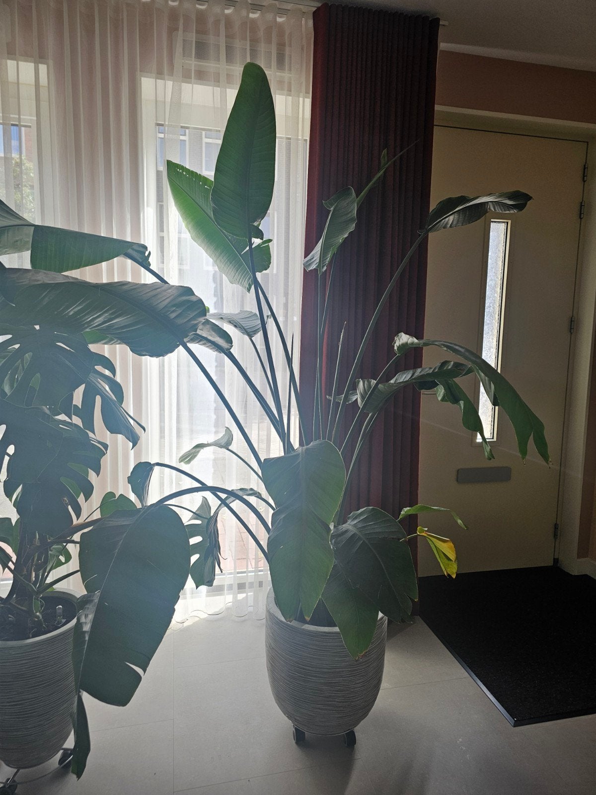 Grote Strelitzia Nicolai in pot, Huis en Inrichting, Kamerplanten, Ophalen, 200 cm of meer, Overige soorten, In pot