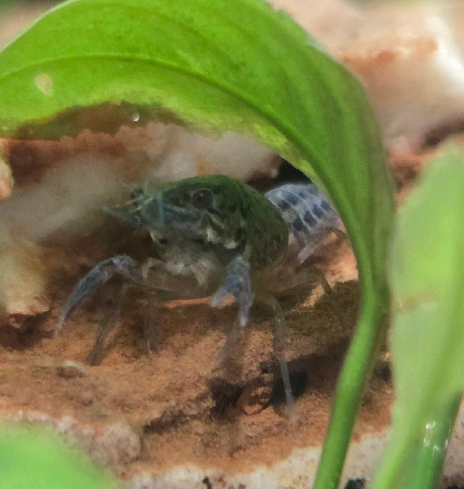 mooie jonge blauwe florida kreeften, Dieren en Toebehoren, Vis