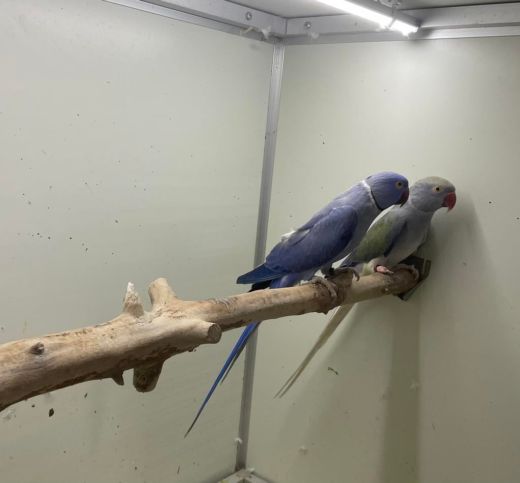 Opaline wkws kweekkoppel Halsbandparkieten, Meerdere dieren, Parkiet