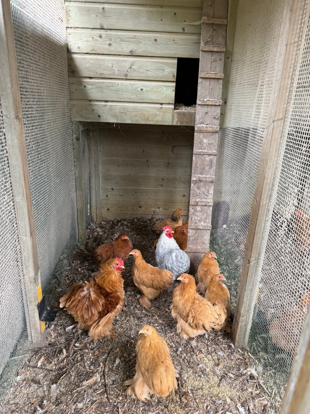 De laatste cochinkrieltjes, Dieren en Toebehoren, Pluimvee, Vrouwelijk, Kip