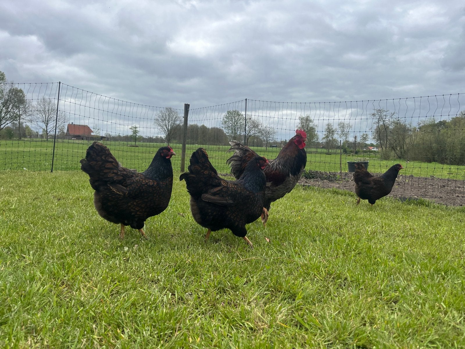 Barnevelder dubbel gezoomd goud - hennen, Dieren en Toebehoren, Pluimvee, Vrouwelijk, Kip