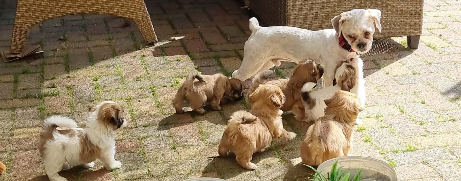 Nog 4 lieve Malshi puppy’s\Huiselijk opgevoed\Boomer reutjes, Dieren en Toebehoren, Honden | Niet-rashonden, Parvo, Reu, 8 tot 15 weken