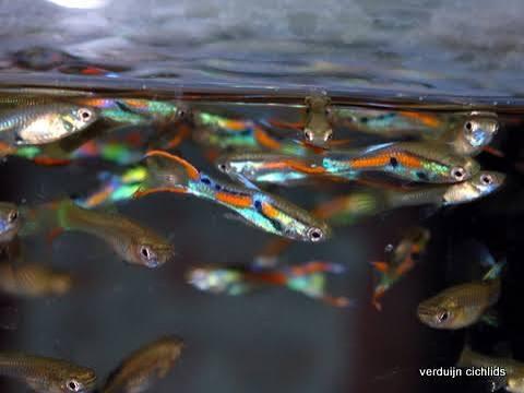 Guppy’s man of vrouw, Vis
