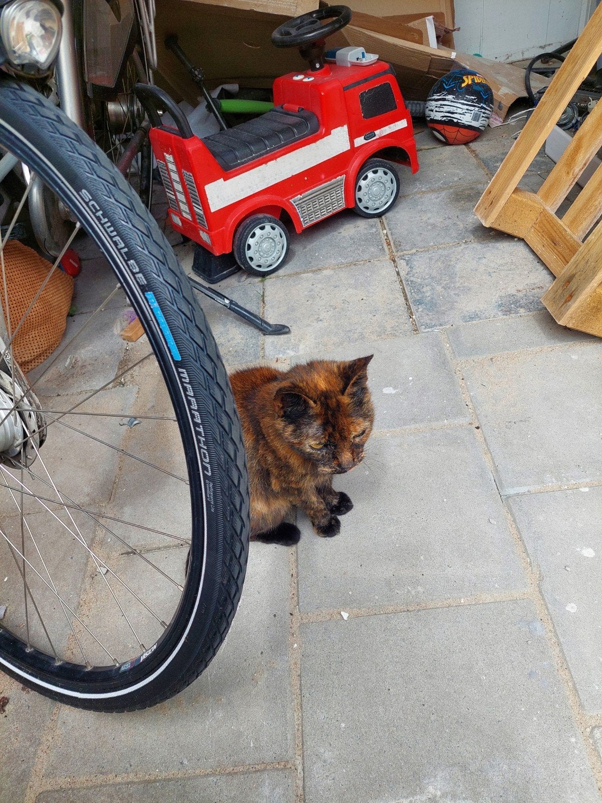 Lieve schildpadpoes (11 jaar) zoekt een rustig gouden mandje, Poes