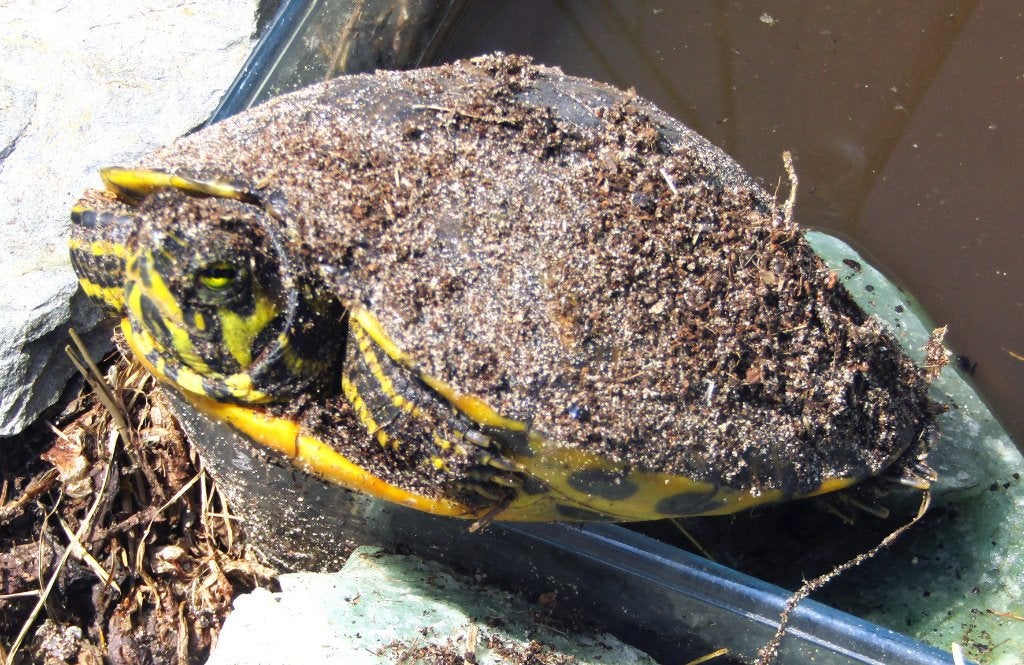 Moeras-schildpad gratis op te halen, Schildpad, Tam, 3 tot 6 jaar