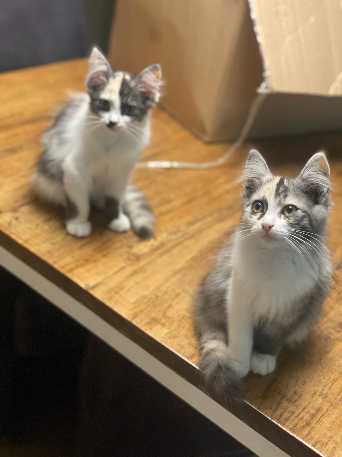 Mooie langharige kittens Syberische Boskat X Pers, Meerdere dieren, Langharig, 0 tot 2 jaar