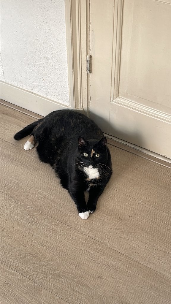 Kat herplaatsen, Poes, 6 jaar of ouder