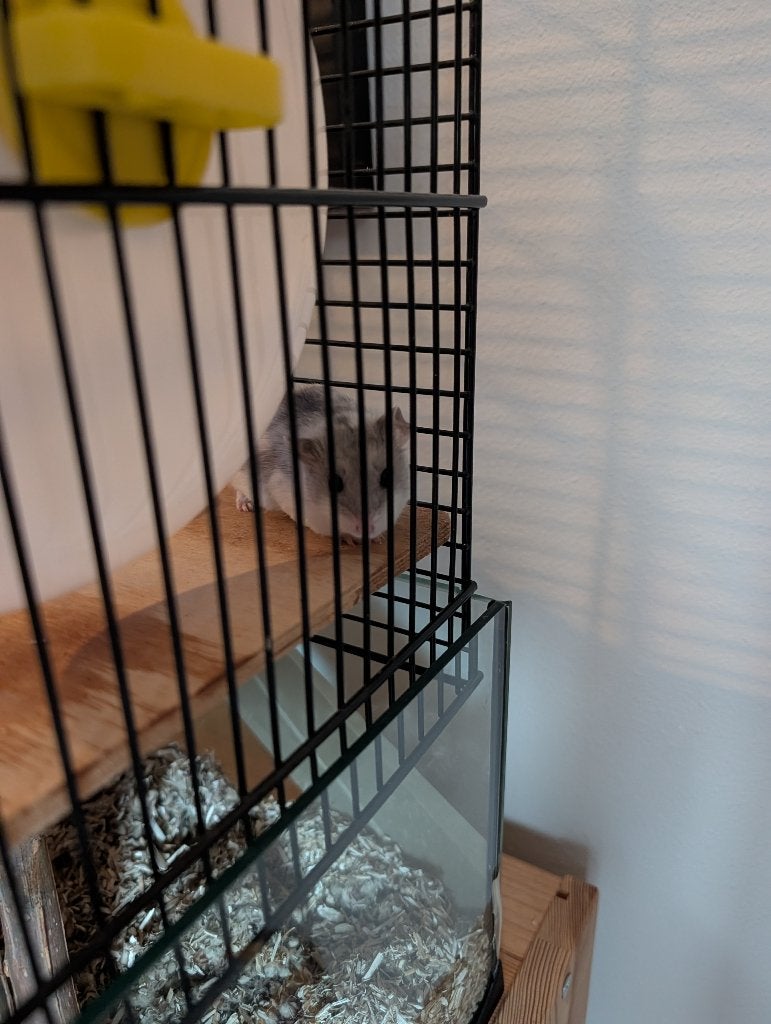 Hamster inclusief toebehoren, Dieren en Toebehoren, Ophalen, Gebruikt, Loopwiel of Rad