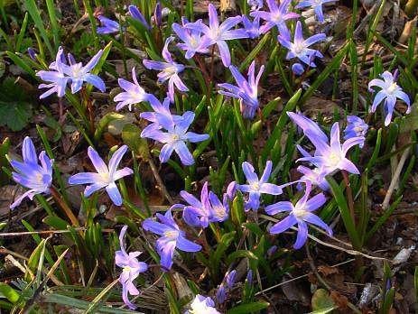 chionodoxia lucilia allenii, Ophalen of Verzenden, Najaar, Volle zon, Bloembol