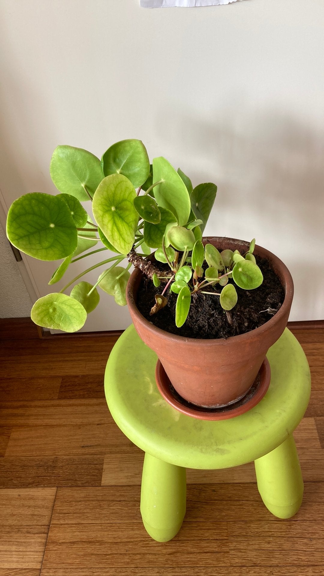 Pannenkoek plant, Huis en Inrichting, Kamerplanten, Ophalen of Verzenden, Halfschaduw, Minder dan 100 cm