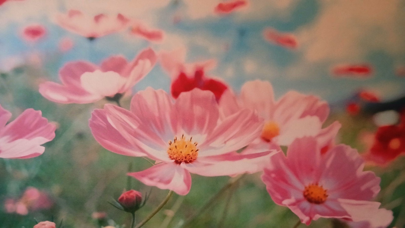 IKEA PJÄTTERYD Cosmos Flowers, Ophalen, Gebruikt, Oorspronkelijke maker, Print