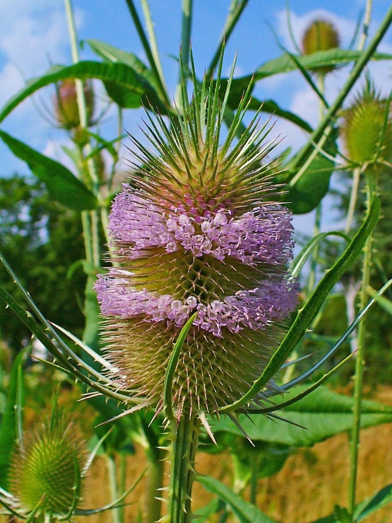 Kaardebol zaden, 1 gram, bio, Tuin en Terras, Ophalen, Voorjaar, Volle zon, Zaad