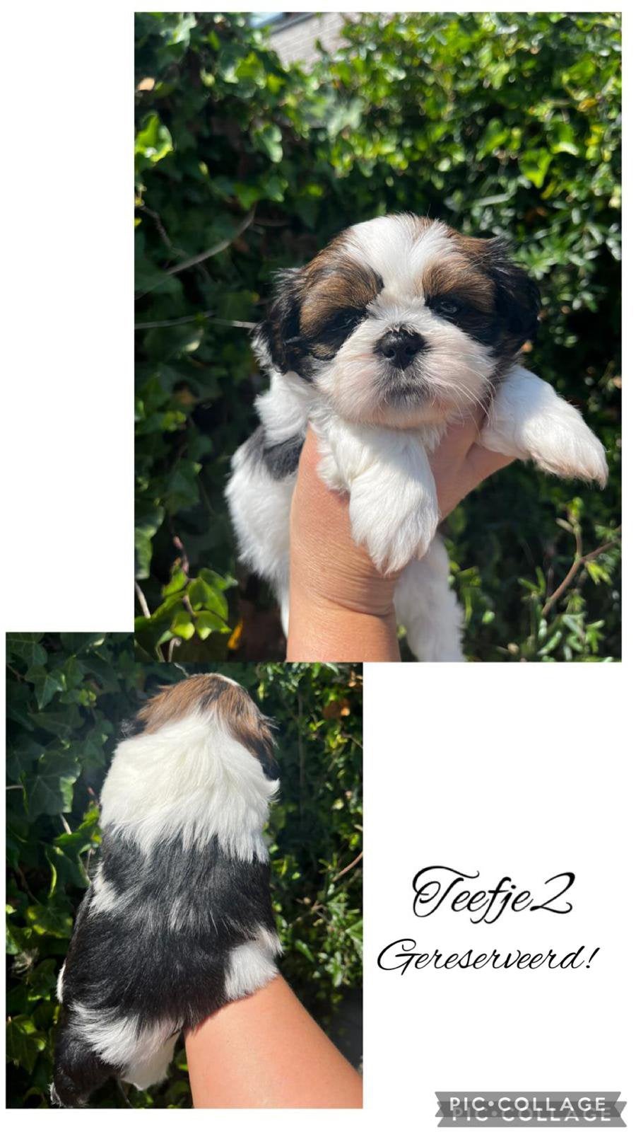 Raszuivere Shih Tzu pups!, Parvo, Overige rassen, 8 tot 15 weken, Meerdere