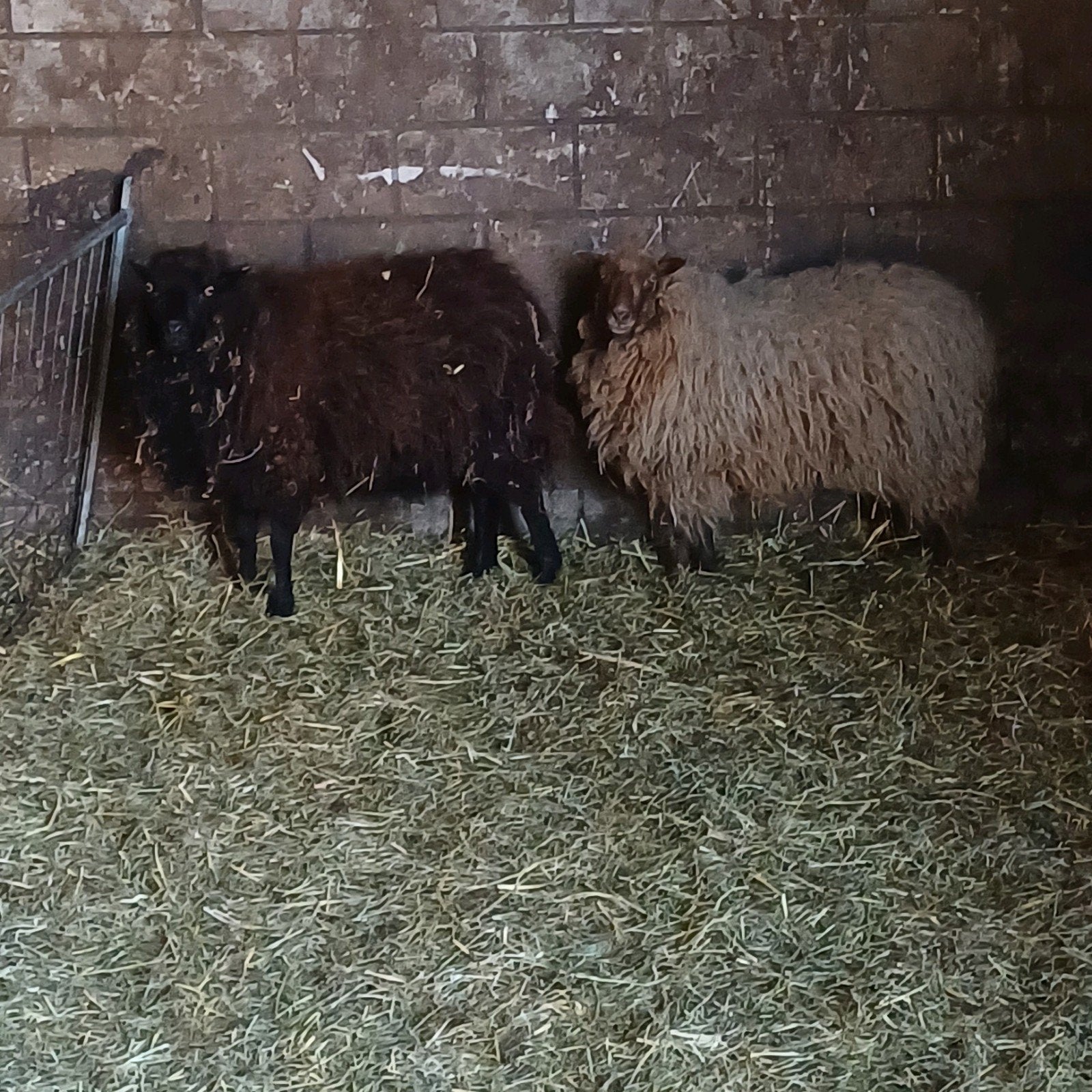 2 ousant schaapjes ooien, Dieren en Toebehoren, Schapen, Geiten en Varkens, Vrouwelijk, Schaap, 0 tot 2 jaar
