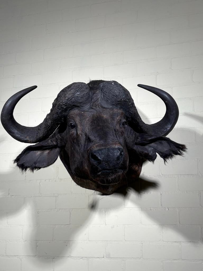 Indrukwekkende Kaapse Buffel Taxidermie - Buffelkop, Ophalen, Gebruikt, Wild dier, Opgezet dier