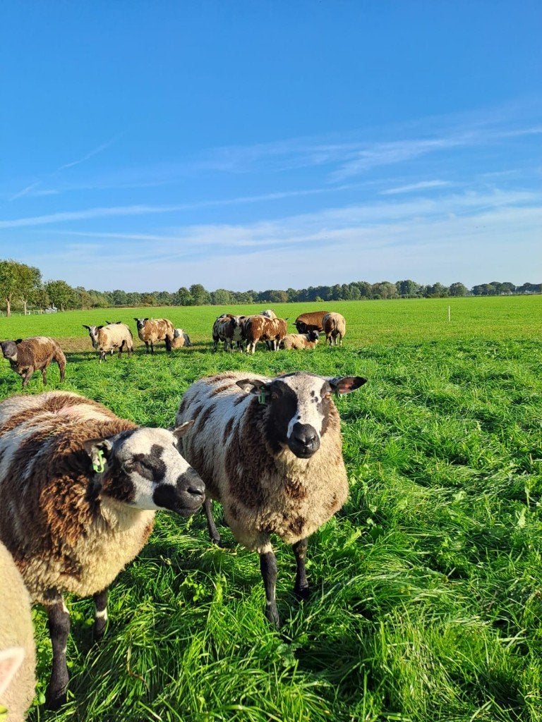 Bonte dekrammen, Dieren en Toebehoren, Mannelijk, Schaap, 0 tot 2 jaar