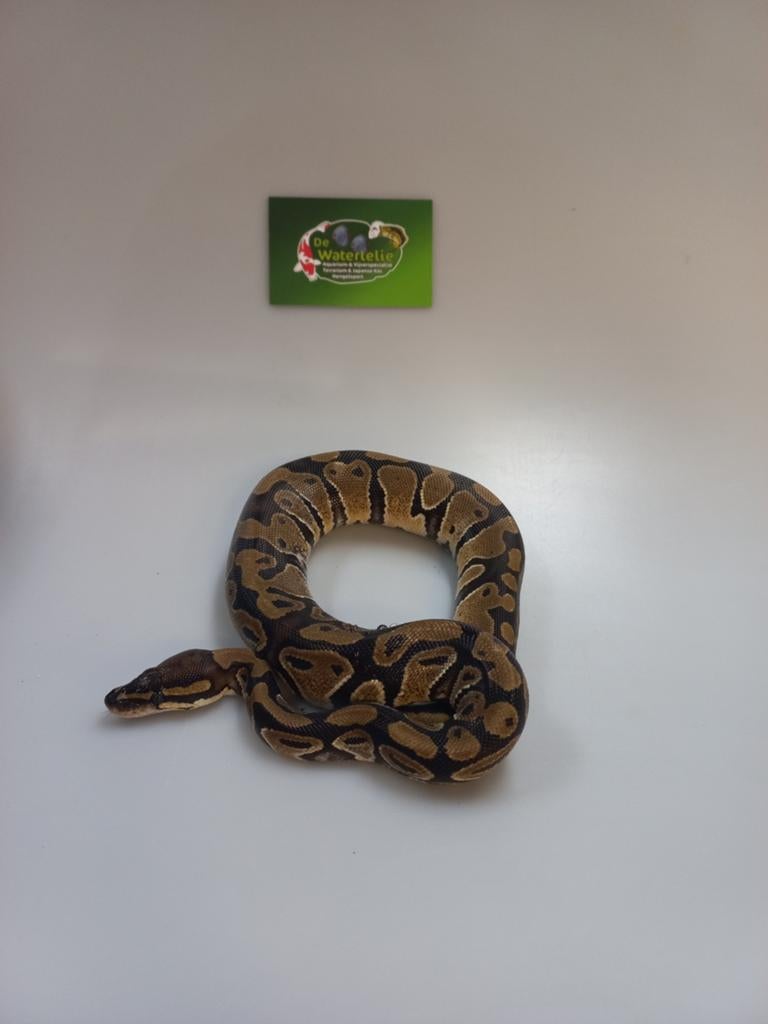 Python regius