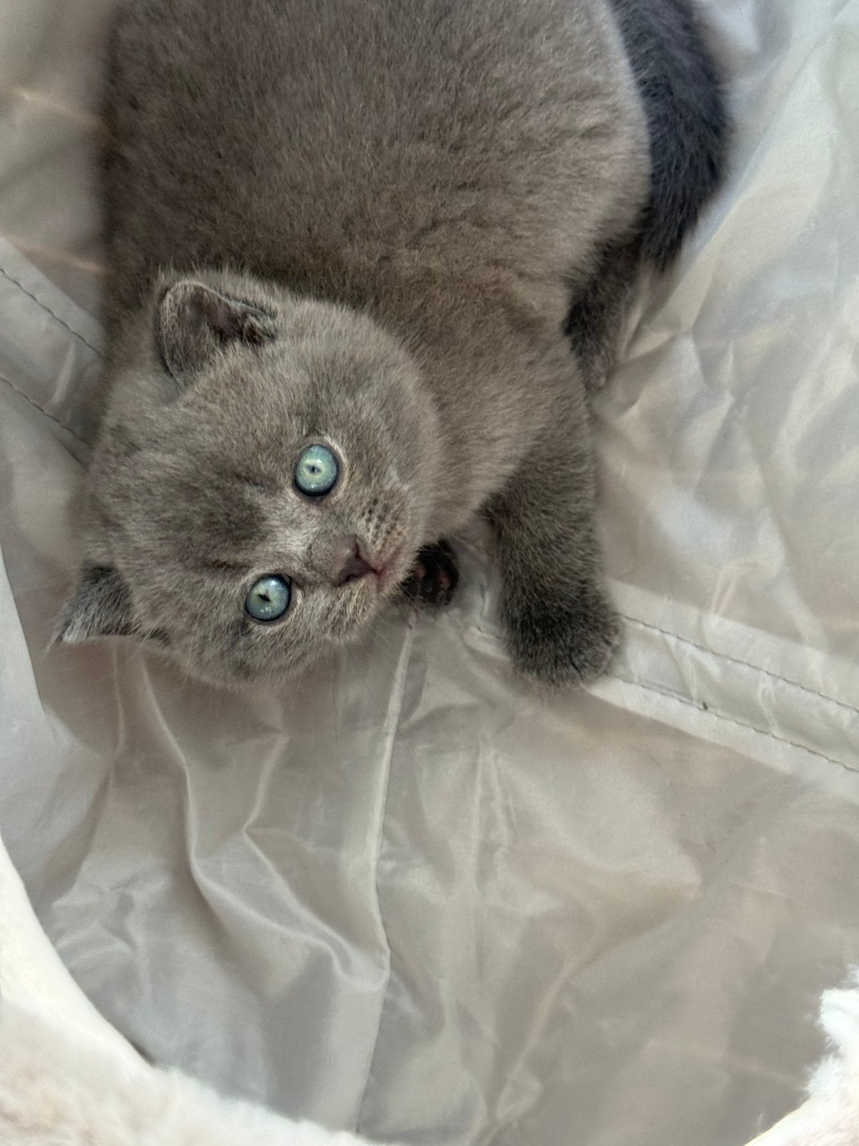 Twee Britse Korthaar kittens, Dieren en Toebehoren, Geslacht onbekend, Kortharig, 0 tot 2 jaar