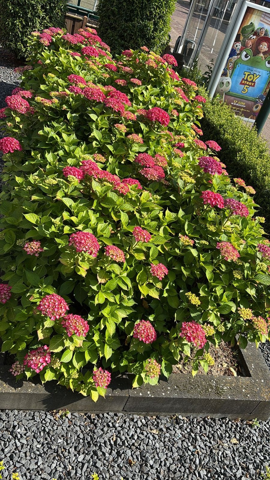 Hortensia Forever & Ever Rood - Grote Vaste Planten, Vaste plant, Halfschaduw, Zomer, Ophalen