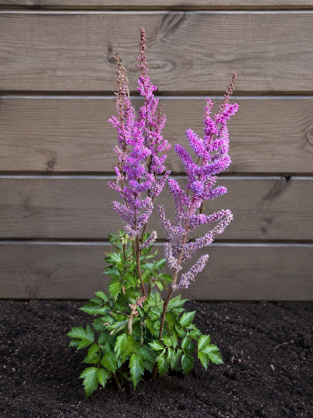 Astilbe (Pluimspirea) - Pumila - Pluimsperia - Paars, Tuin en Terras, Overige soorten, Vaste plant, Ophalen of Verzenden, Halfschaduw